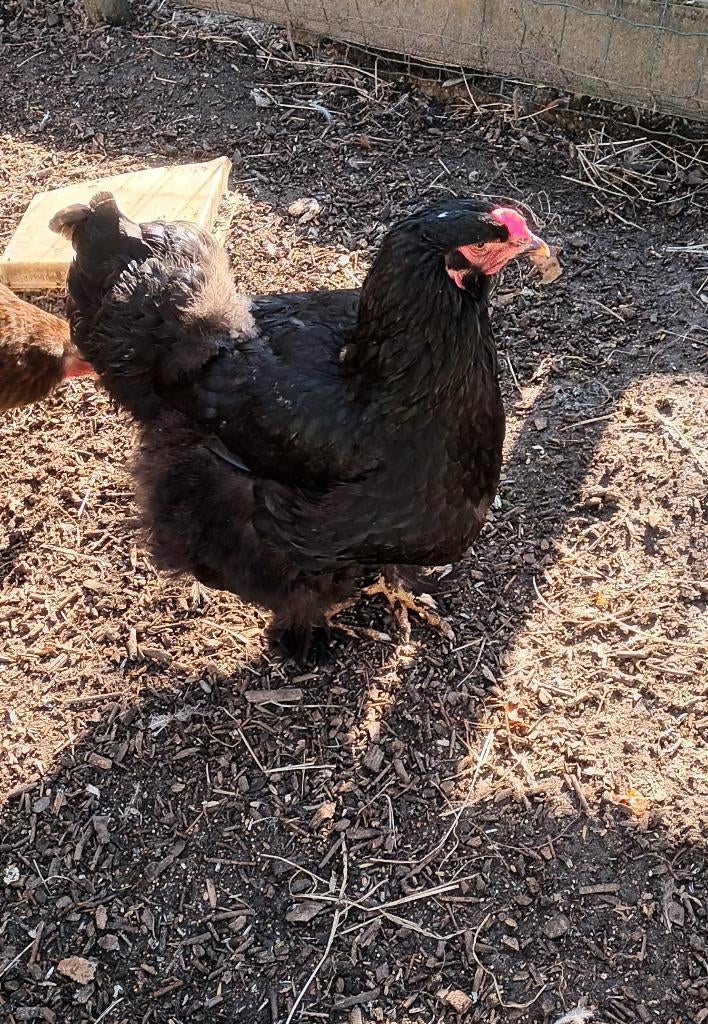 Trio brahma's, Dieren en Toebehoren, Meerdere dieren, Kip