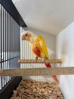 Lutino mâle, Mâle, Perroquet