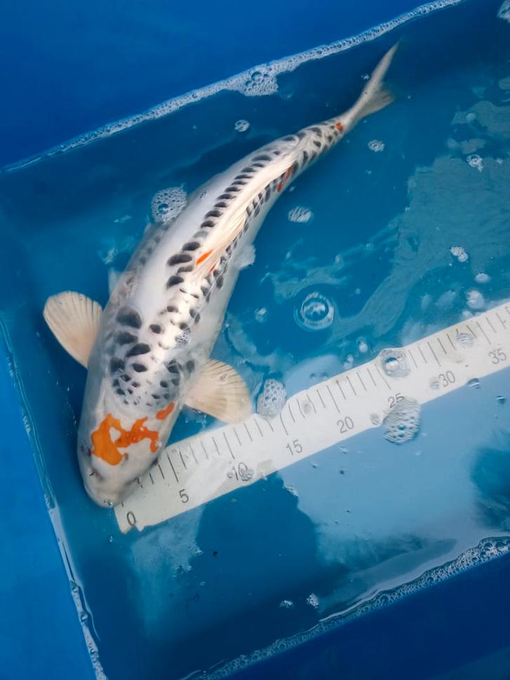 Mooi koi's zie omschrijving prijs is voor de 5 samen, Dieren en Toebehoren, Vissen | Vijvervissen