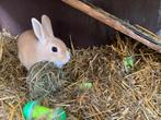 Dwergkonijntje, Dieren en Toebehoren, Konijnen