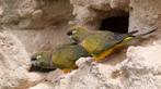Couple de Patagonie, Dieren en Toebehoren, Parkiet