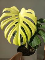 Monstera White Monster Kunzo, Huis en Inrichting, Kamerplanten, Ophalen