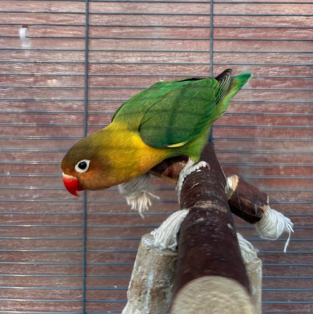 Agapornis, Geslacht onbekend