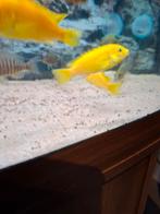 Cichlides malawi labidochromis caeruleus