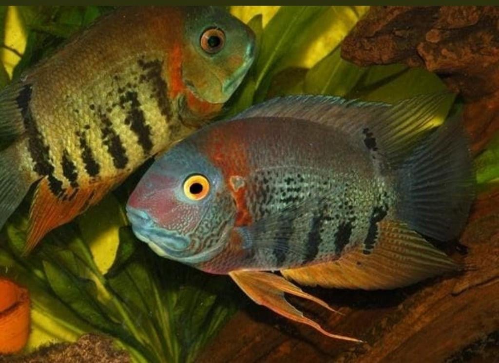 Serverum Rotkeil vreedzaam