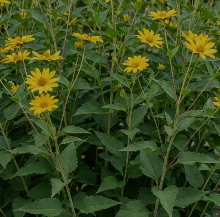 Heliantus decapetalus / stijve zonnebloen, Ophalen, Vaste plant, Overige soorten