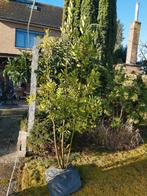 Laurier boom 2m60 hoog., Ophalen