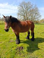 Trekpaard merrie ardenner, Jument