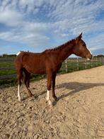 Poulain sport sco, Animaux & Accessoires, L