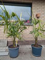 Winterharde palm, Tuin en Terras, Ophalen