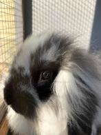 konijntje rammetje, Dieren en Toebehoren, Mannelijk, December, Overige typen, Tam