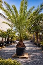 Phoenix Canariensis - dadelpalm, Ophalen