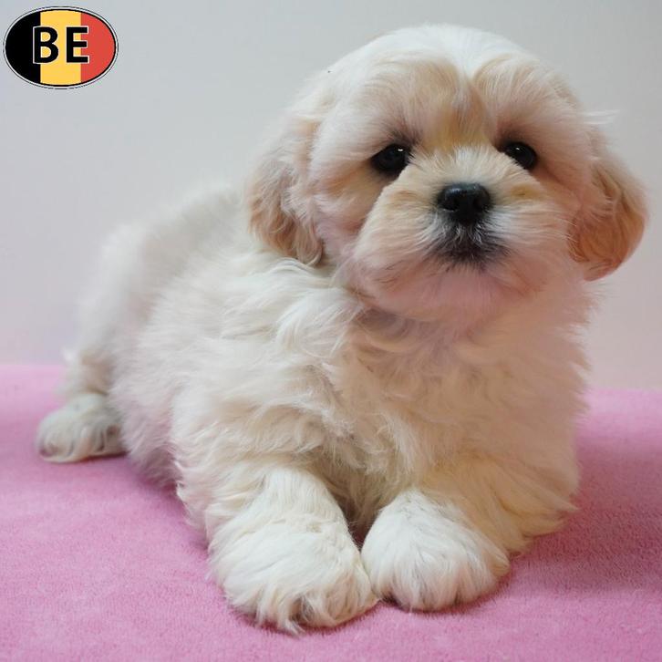 Lhasa Apso, adorables chiots belges à vendre, Animaux & Accessoires, Chiens | Chihuahuas & Chiens de compagnie, Plusieurs animaux