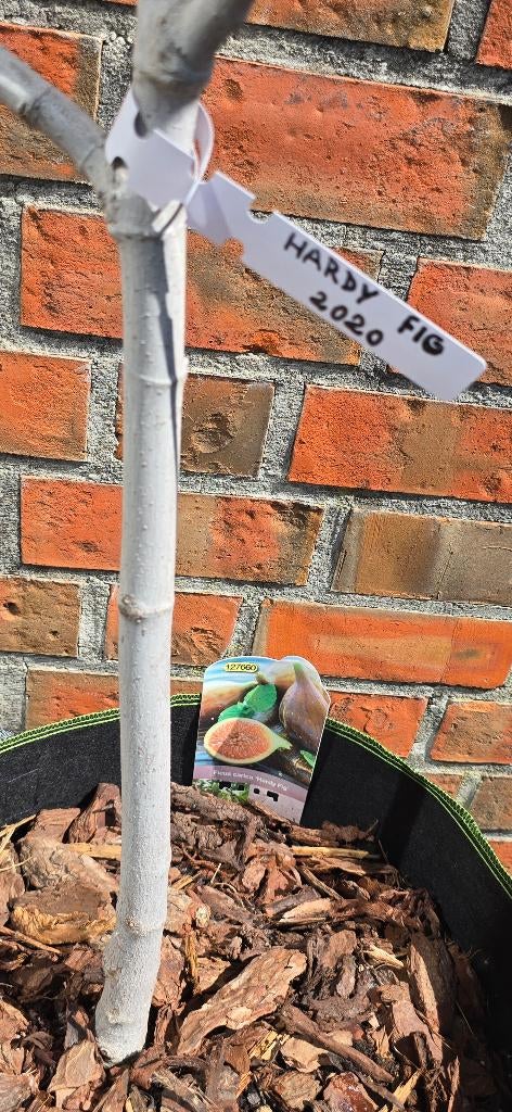 Vijgenboom 'HARDY FIG' Ficus Carica 1v13, Ophalen, In pot, Herfst, 100 tot 250 cm