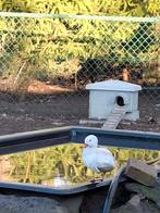 manderijn eenden wit /, Dieren en Toebehoren, Pluimvee