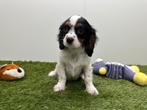 Cavalier King Charles Spaniel pups, Dieren en Toebehoren, België, 8 tot 15 weken, Parvo, Meerdere