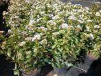 sneeuwbes, viburnum tinus, Tuin en Terras, Ophalen, Overige soorten, Haag, 100 tot 250 cm