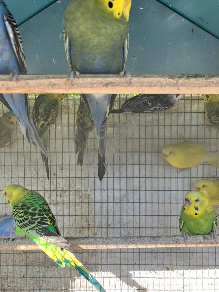 HIPPE KLEUREN GRASPARKIETJES VANAF 20 EURO/KOPPEL, Dieren en Toebehoren, Vogels | Parkieten en Papegaaien, Parkiet, Meerdere dieren