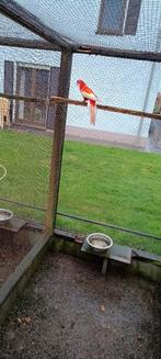 RUBINO ROSELLA, Dieren en Toebehoren, Mannelijk, Parkiet, Geringd