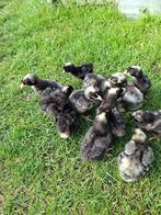 Poussins coucous de Malines, Sexe inconnu, Poule ou poulet