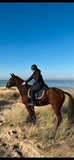 Draver, Animaux & Accessoires, Chevaux, Hongre, Avec pedigree, 160 à 165 cm, Cheval de récréation