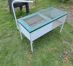 Opkweekkooi kuikens te koop, Dieren en Toebehoren