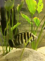 7 cichlidés., Animaux & Accessoires, Enlèvement