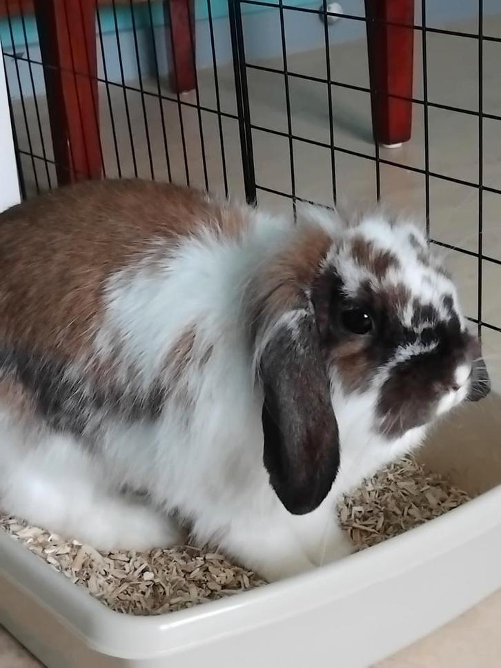 Konijn voedster, Dieren en Toebehoren, Konijnen, Middelgroot, Vrouwelijk, 0 tot 2 jaar, Hangoor