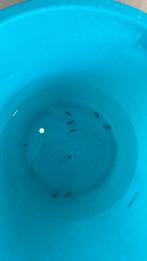 Baby mollies zwart, Dieren en Toebehoren, Overige soorten