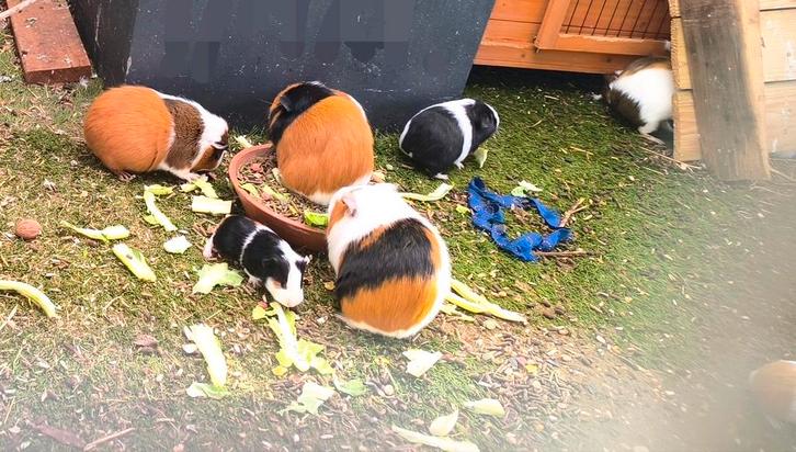 Cavia beertjes en zeugjes, Animaux & Accessoires, Oiseaux | Oiseaux Autre