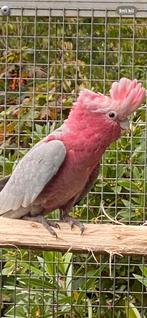 4 roze kaketoe handopfok, Dieren en Toebehoren, Papegaai