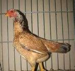 mooie  bonte  krielkippen, Dieren en Toebehoren