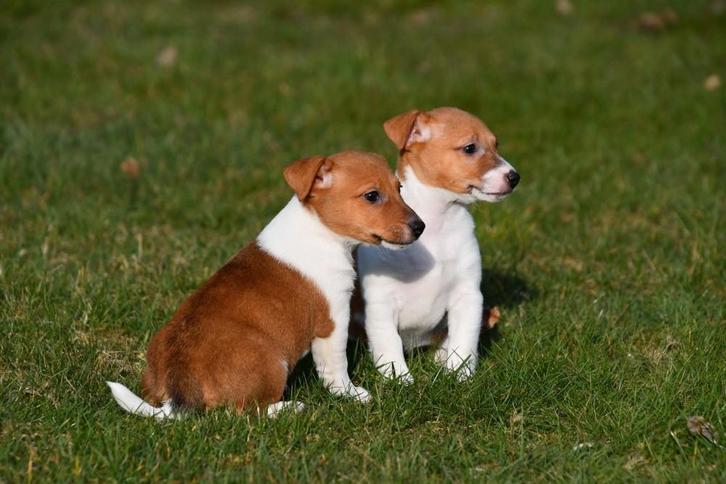 Jack Russell pups te koop, Dieren en Toebehoren, Honden | Jack Russells en Terriërs, Meerdere dieren, Jack Russell Terriër, Fokker | Professioneel