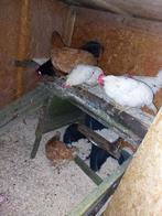 Kippen van 2025 aan de leg, Dieren en Toebehoren, Pluimvee