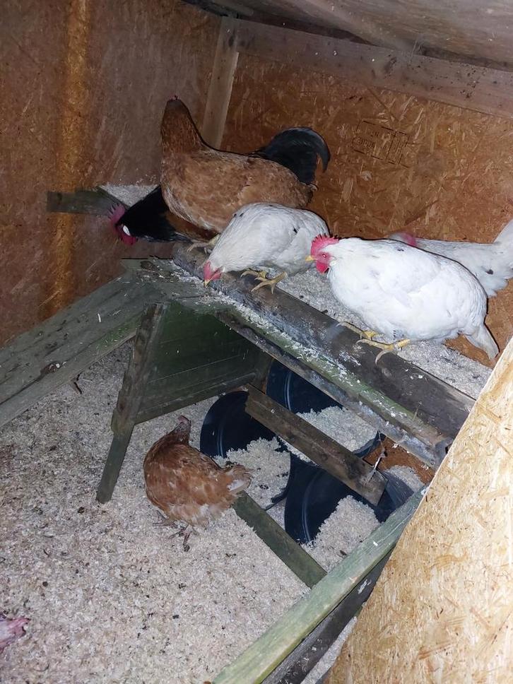 Poules de 2025 à la ponte, Animaux & Accessoires, Volatiles