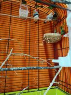 Zebravinken en Japans meeuwtje met kooi en toebehoren