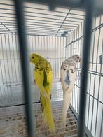 Couple perruche, Animaux & Accessoires, Perruche