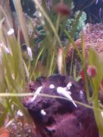 Ancistrus snow white, Dieren en Toebehoren