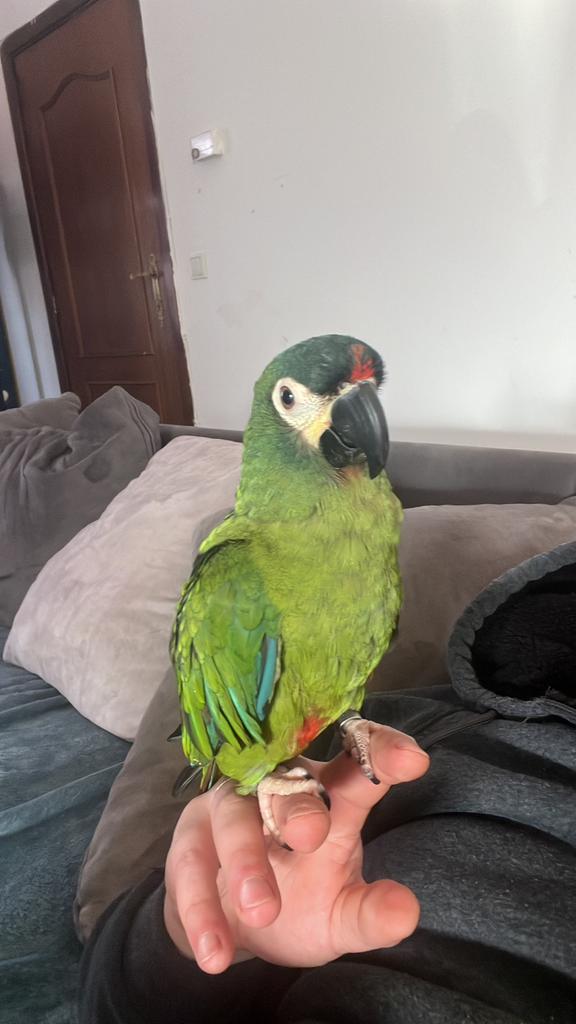 !! Bien lire !!Offrez un avenir meilleur à votre perroquet, Perroquet
