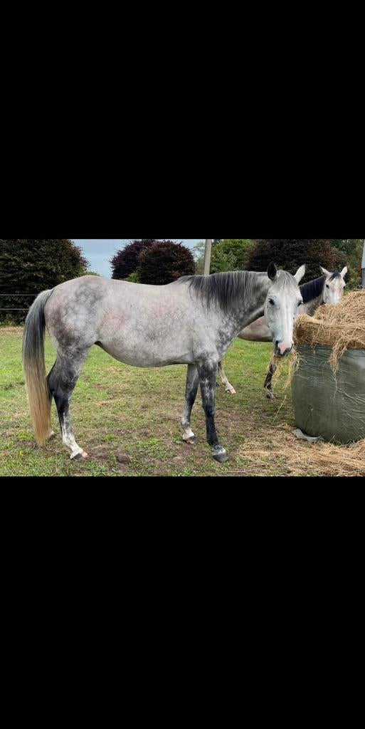 Fokmerrie / draagmerrie te koop, Dieren en Toebehoren, Paarden, Merrie, Z