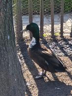 Mannelijke eend type wilde eend, Mâle, Canard