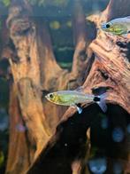 Aphyocharax paraguayensis - paraguay tetra, Dieren en Toebehoren