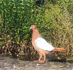 Duiven, Dieren en Toebehoren, Vogels | Duiven