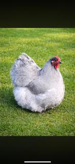 Orpiton lavendel kuikens te resveren