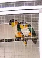 Bewezen Koppel Zwartkop Caique’s prachtig compleet koppel, Dieren en Toebehoren, Geringd