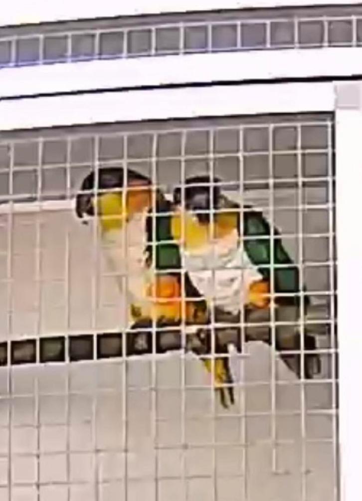 Bewezen Koppel Zwartkop Caque’s laatste kans, Dieren en Toebehoren, Vogels | Parkieten en Papegaaien, Geringd