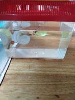 Ik zoek een nieuwe thuis voor Guppys, Animaux & Accessoires, Poisson, Banc de poissons