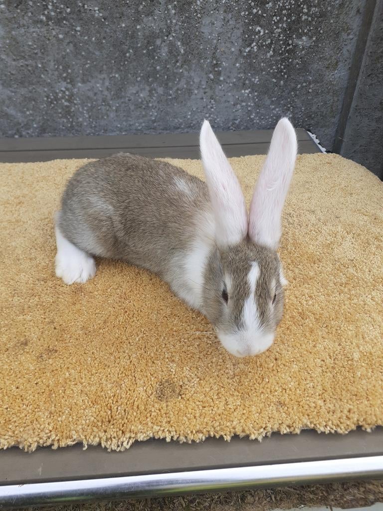 Duites reus vrouwtjes 7weken oud