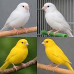 Canaris récessif (recherche), Animaux & Accessoires, Oiseaux | Canaris