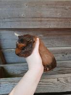 Cuy cavia zeugje / reuzencavia, Février, Femelle